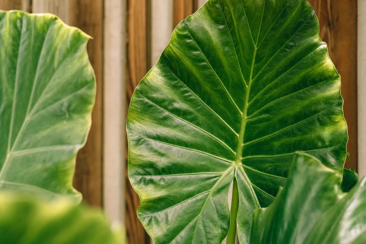 Taro (Colocasia esculenta) plant in a field