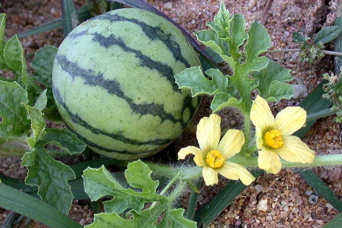 Watermelon image