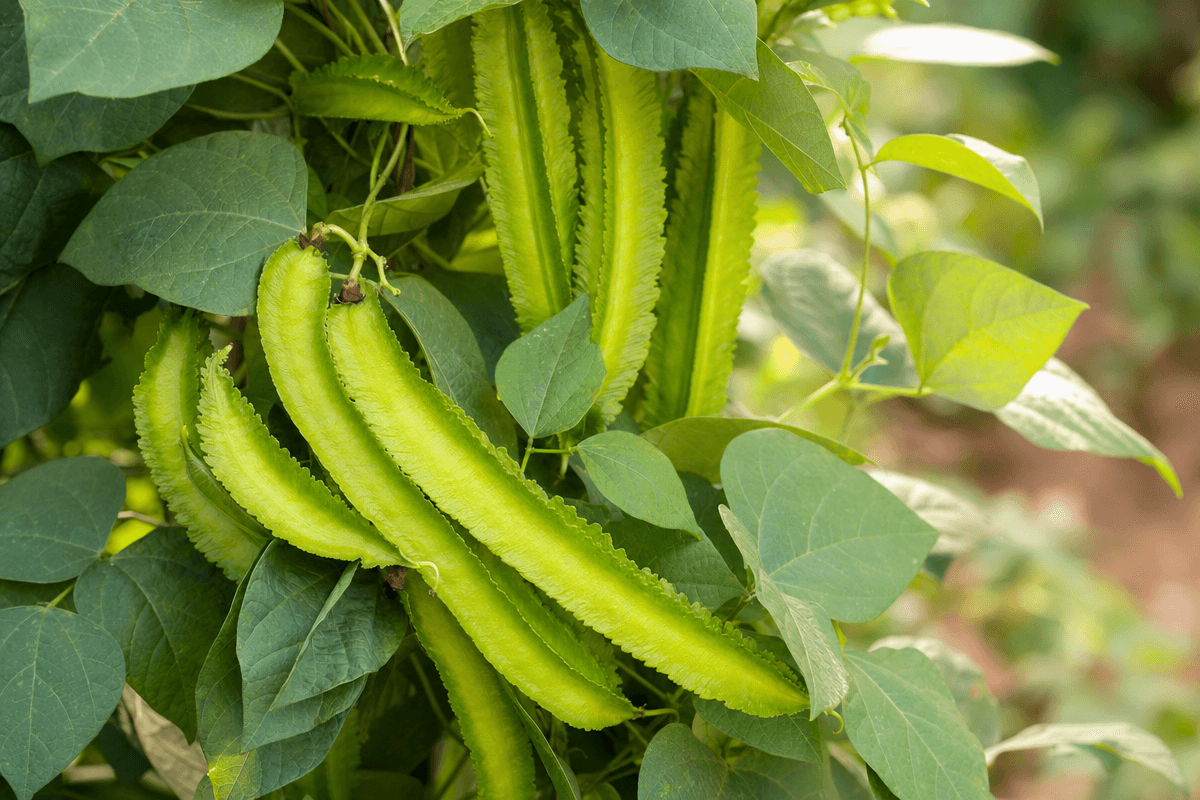 Winged Bean pods growing on a vine