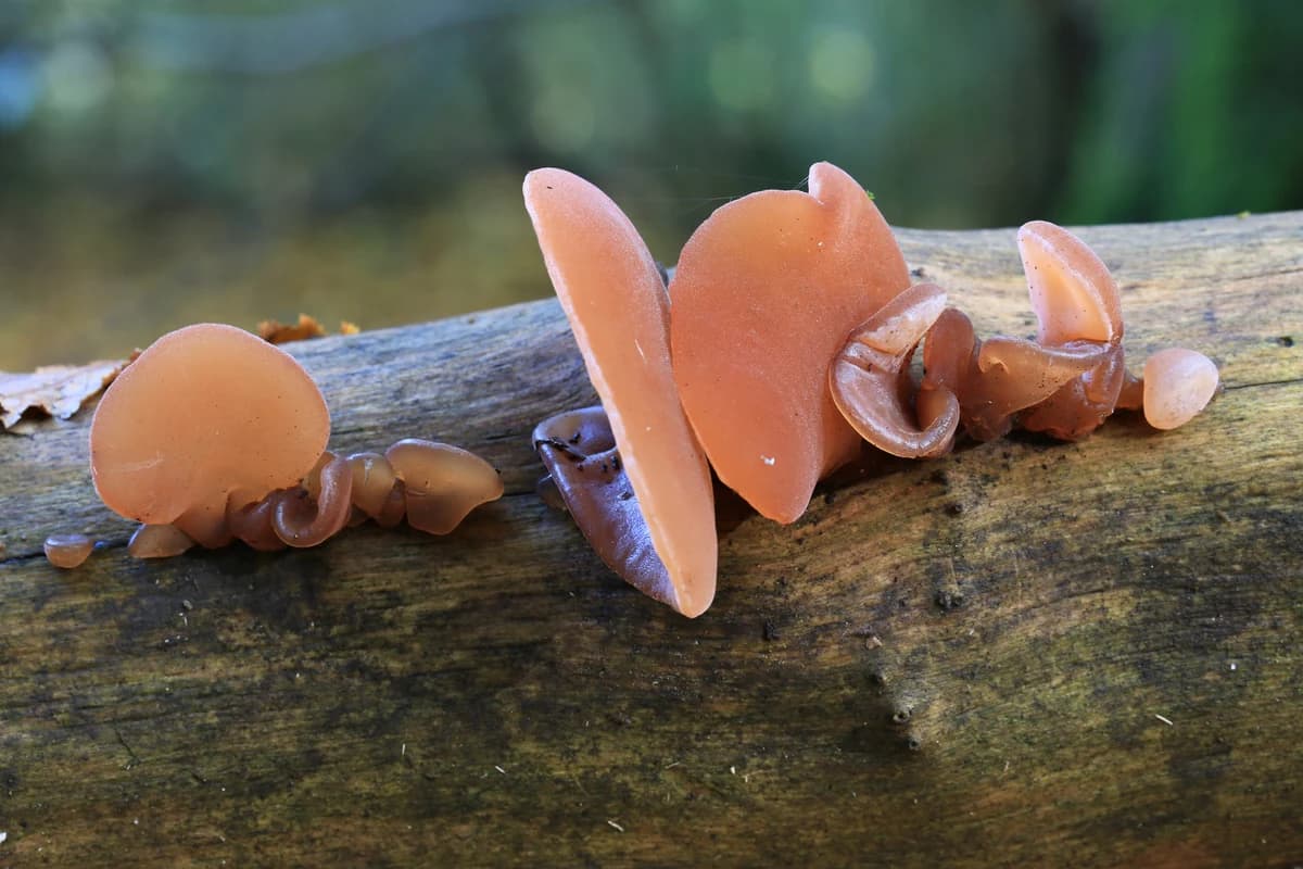 Wood Ear image