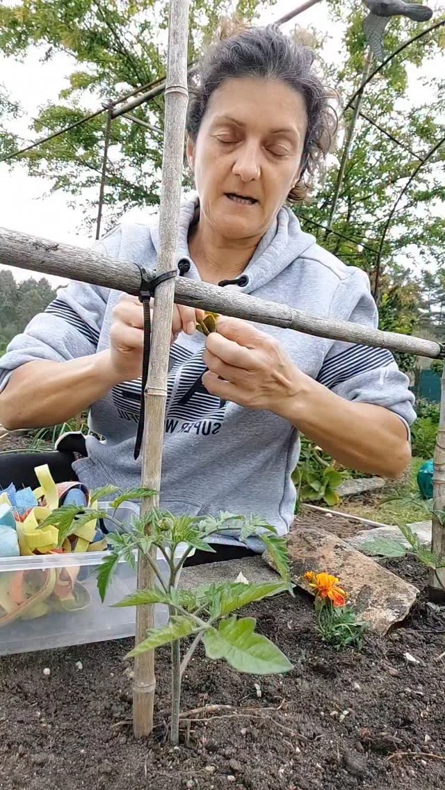 garden-to-table