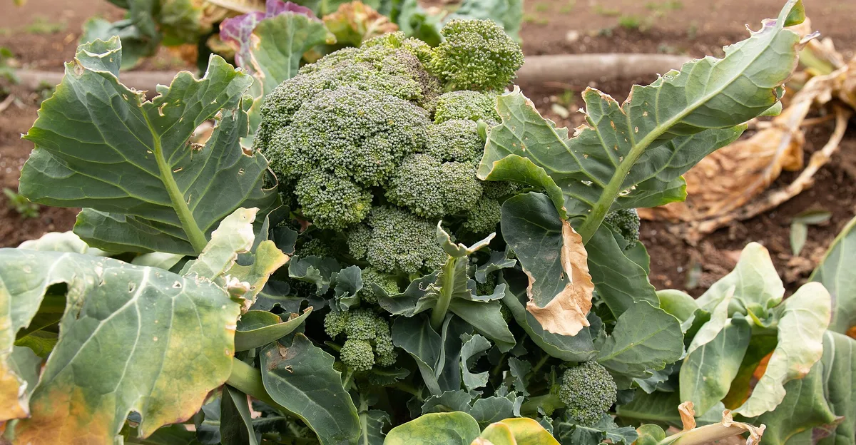 A mature green broccoli head growing above broad blue-green leaves in a garden bed