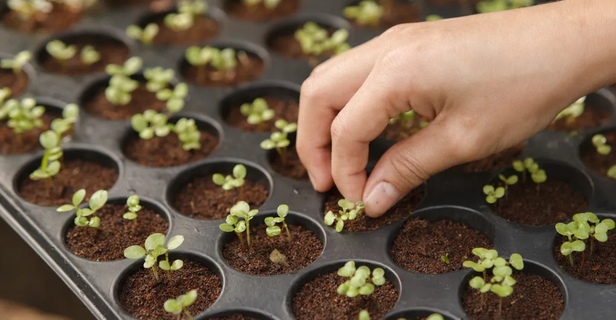 Laitue verte poussant dans un système hydroponique avec des racines visibles dans la solution nutritive