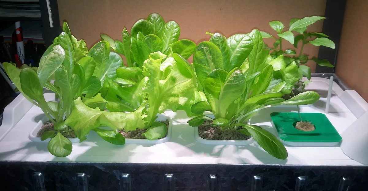 Compact lettuce and leafy greens growing in a small home hydroponic system